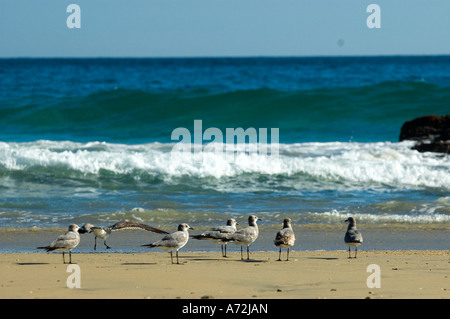 Zipolite - birds on the beach in the background a wave - Mexico Stock Photo