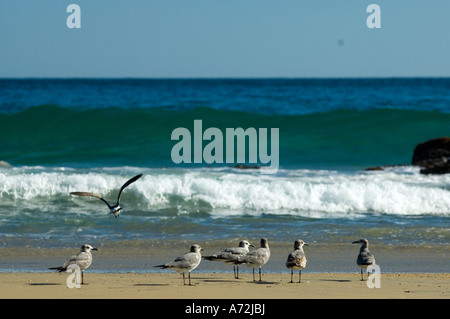 Zipolite - birds on the beach in the background a wave - Mexico Stock Photo