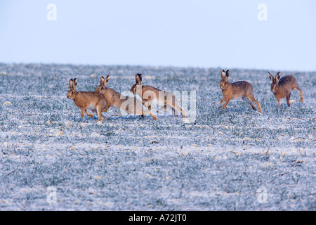 Brown Hares Lepus capensis running around field in late winter on a frosty morning therfield hertfordshire Stock Photo