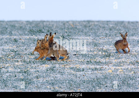 Brown Hares Lepus capensis running around field in late winter on a frosty morning therfield hertfordshire Stock Photo