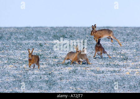 Brown Hares Lepus capensis running around field in late winter on a frosty morning therfield hertfordshire Stock Photo