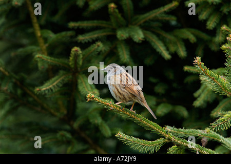 Dunnock Prunella modularis perched on pine looking alert potton bedfordshire Stock Photo