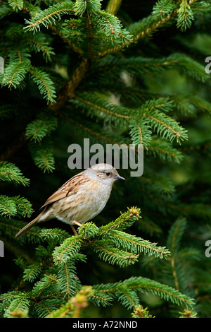 Dunnock Prunella modularis perched in pine looking alert potton bedfordshire Stock Photo
