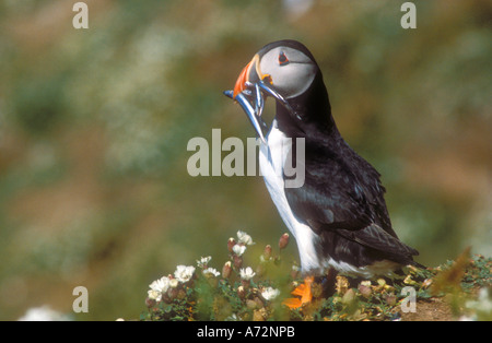 Atlantic Puffin holding fish caught to feed young Stock Photo