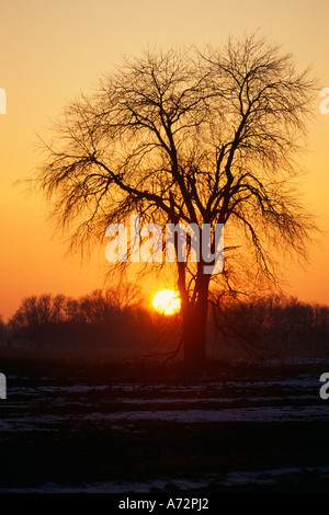 Silhouette winter oak tree at sunrise Stock Photo - Alamy