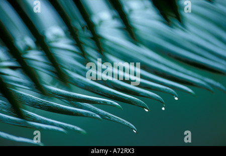 Rain dripping off leaves in rainforest Cape Tribulation Queensland Australia Stock Photo