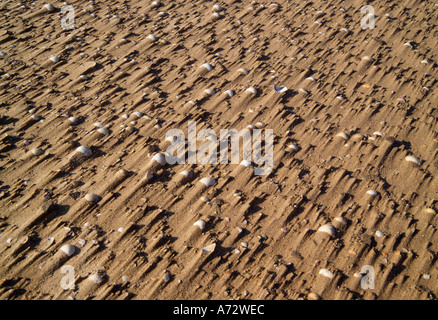 Pebbles on a wind blown beach Wirral Merseyside England Stock Photo