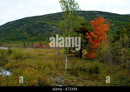 Autumn Color near Sieur de Monts Acadia Nat Park ME Stock Photo