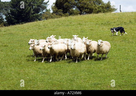 Black and white Collie sheepdog rounding up sheep at 'Sheepworld', North Island, New Zealand. Stock Photo