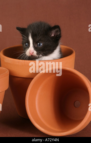 Black and White Kitten in a Terracotta Flowerpot Stock Photo