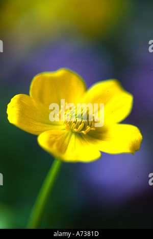 Trollius acaulis Stock Photo