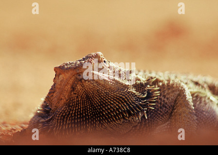 Bearded dragon Amphibolurus barbatus basking on red gravel road Stock Photo