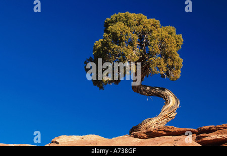 Utah juniper (Juniperus osteosperma), gnarled tree against blue sky, USA, Utah, Death Horse State Park Stock Photo