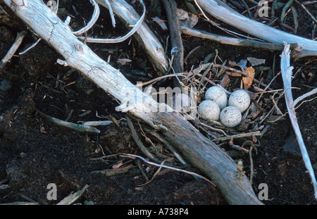 common sandpiper (Actitis hypoleucos), nest with eggs, Germany, North Rhine-Westphalia Stock Photo