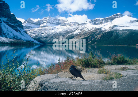 American crow (Corvus brachyrhynchos), in front of Bow Lake, Canada, Alberta Stock Photo