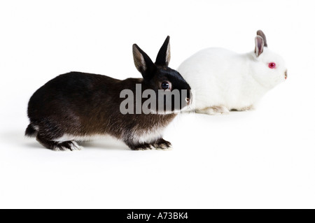 studio shot three rabbits three bunnies Stock Photo