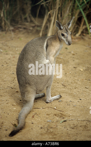 Northern Nail-tail Wallaby | Animal Database | Fandom