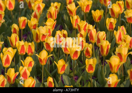 Orange red flowers of Greig s Tulip or tulipa greigii var QUEEN INGRID in Keukenhof gardens, Lisse, Holland Stock Photo