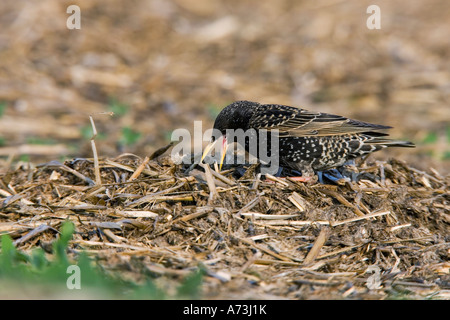 Starling Sturnus vulgaris feeding on farm muck heap ashwell hertfordshire Stock Photo