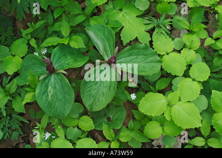 Toadshade or Red Trillium, Trillium sessile Stock Photo