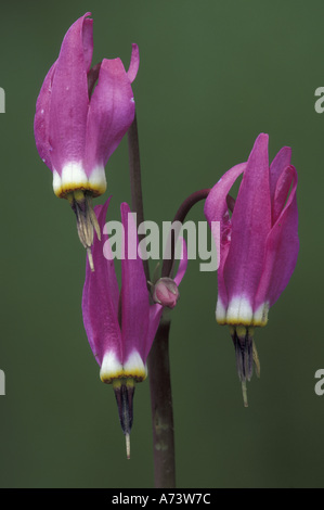 Wyoming, Yellowstone National Park. Shooting Star Portrait (Dodecatheon meadia). Stock Photo
