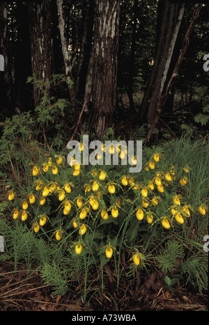 Michigan, Upper Peninsula. 109 blossoms of Yellow Lady Slippers (Cypripedium calceolus), wild orchids. Stock Photo