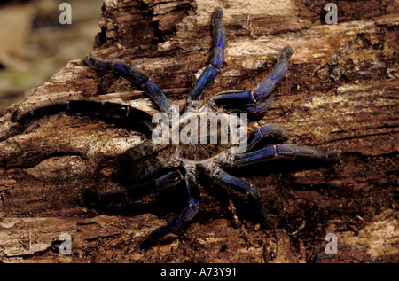 Cobalt Blue Tarantula  (Haplopelma lividum) Stock Photo