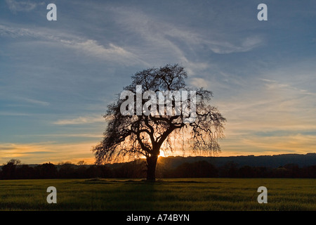 A Contra Costa Oak tree stands alone in a field at sunset Sonoma Valley California Stock Photo