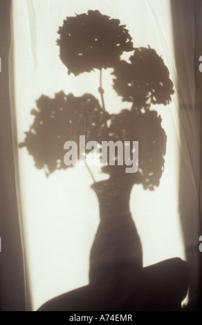 Shadow in warm light on pale cloth or curtain of vase containing large mophead Hydrangea flowers on small circular table Stock Photo