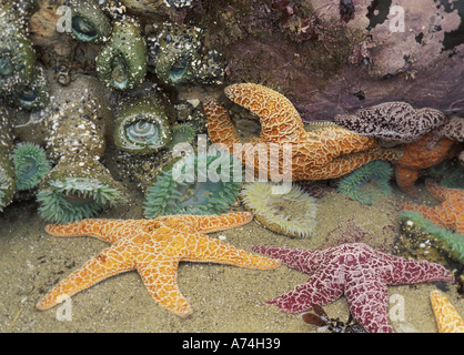 NA, USA, Oregon, Cape Kiwanda State Park.  Green anemones (Anthopleura sp.) and sea stars (Pisaster ochraceus) Stock Photo