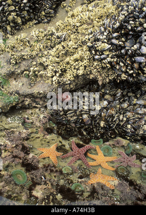 NA, USA, Oregon, Cape Kiwanda State Park.  Zonation-CA; Mussels, Gooseneck barnacles, pisaster sea stars and green anemones Stock Photo