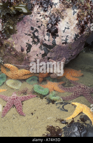 NA, USA, Oregon, Cape Kiwanda State Park.  Giant green anemones and ochre sea stars in tidepool Stock Photo