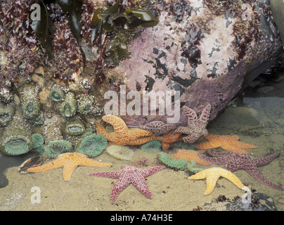 NA, USA, Oregon, Cape Kiwanda State Park.  Giant green anemones and ochre sea stars in tidepool Stock Photo
