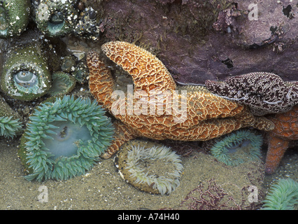 NA, USA, Oregon, Cape Kiwanda State Park.  Green anemones (Anthopleura sp.) and sea stars (Pisaster ochraceus) in tide pool Stock Photo