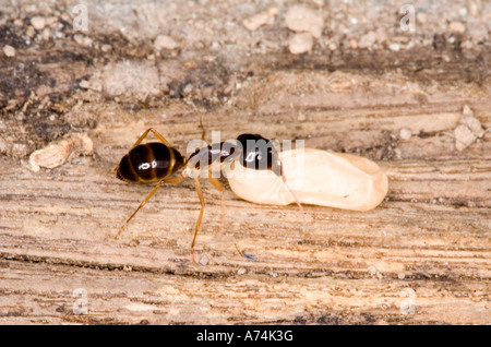 A Brown Sugar Ant, Camponotus consobrinus carrying an egg Stock Photo