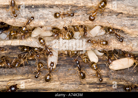 A colony of brown sugar ants, Camponotus consobrinus carrying and storing eggs Stock Photo