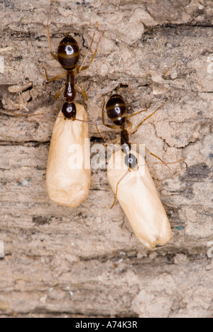 Brown Sugar Ants, Camponotus consobrinus, carrying eggs Stock Photo