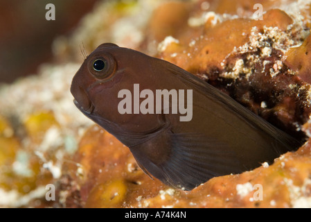 Yellow tail blenny (Ecsenius namiyei) Lembeh Strait, North Sulawesi ...