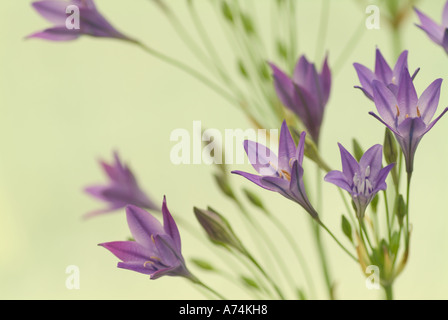 Triteleia Koningin Fabiola common name california hyacinths Stock Photo