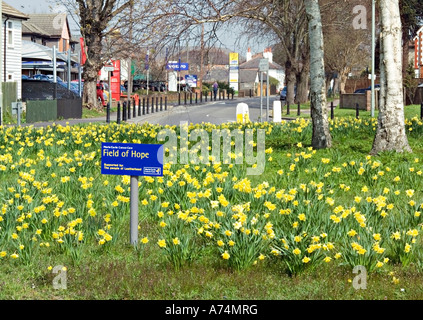 Daffodils Planted as Part of the Marie Curie Cancer Care Charity Campaign. Stock Photo