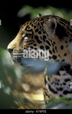 Ca, Belize. Jaguar In The Cockscomb Basin Jaguar Preserve Stock Photo 