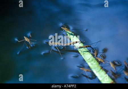 Water strider Gerris remigis Stock Photo