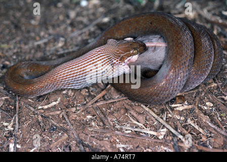 Brown House Snake, Lamprophis fuliginosus Stock Photo