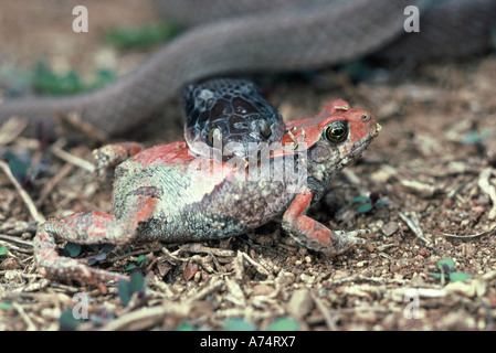 Herald Snake with Red Toad, Crotaphopeltis hotamboeia Stock Photo