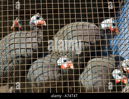 Guinea Fowl bird for sale in a cage at a market Stock Photo