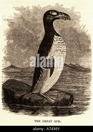 The extinct Great Auk Stock Photo