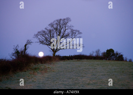 full moon rising over field framed by trees Stock Photo