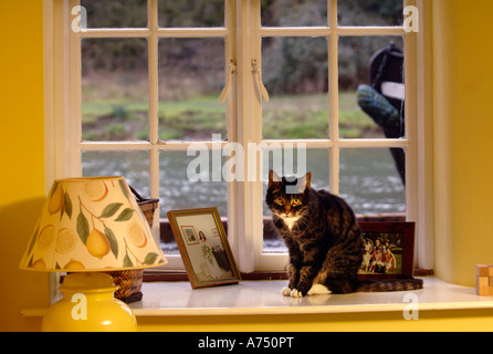A CAT ON A WINDOW LEDGE WITH A CANAL BOAT OUTSIDE UK Stock Photo