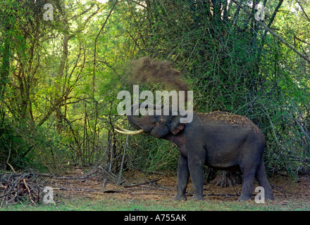 A TUSKER ON THE BANKS OF RIVER KABINI KARNATAKA Stock Photo