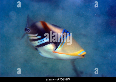 Picasso or blackbar triggerfish Rhinecanthus aculeatus Rongelap Marshall Islands Micronesia Stock Photo